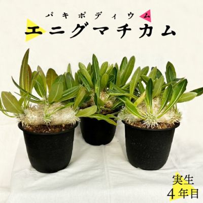 韓国ブランド通販サイト パキポディウム グラキリス ぽってり実生3年目 2株セット 塊根植物・コーデックス