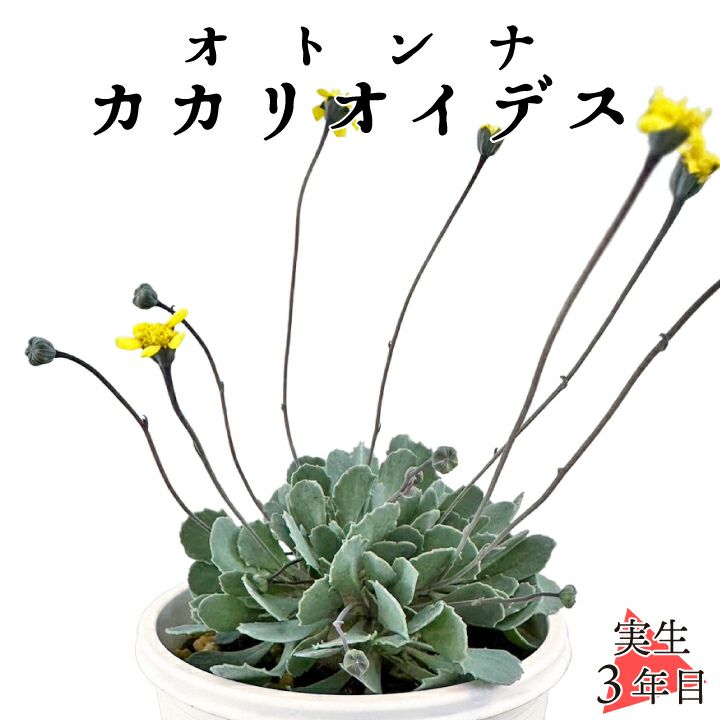 オトンナ カカリオイデス