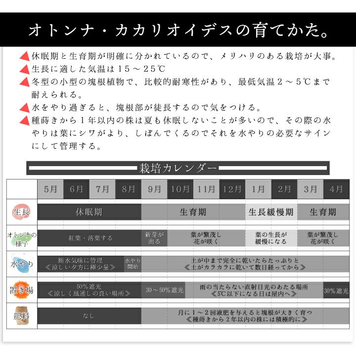 オトンナ カカリオイデス 育て方
