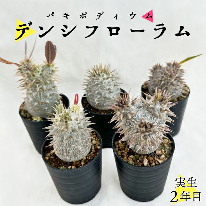 パキポディウム デンシフローラム バリエーション