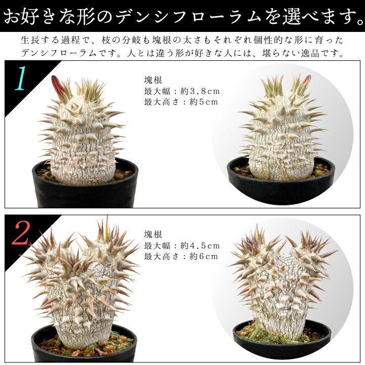 デンシフローラム バリエーション 1と2