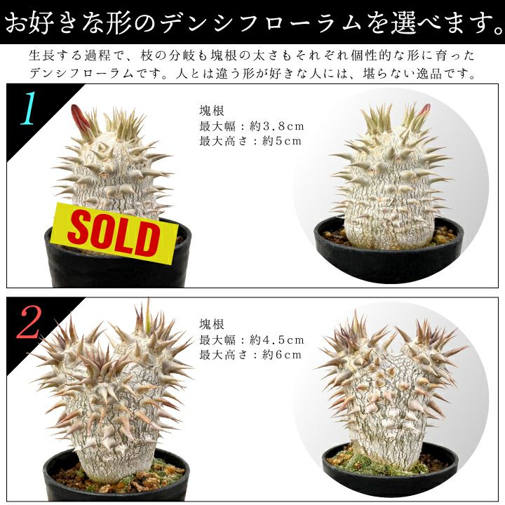 デンシフローラム バリエーション 1と2
