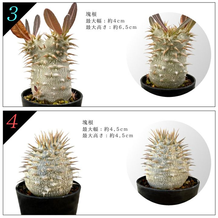 デンシフローラム バリエーション 3と4