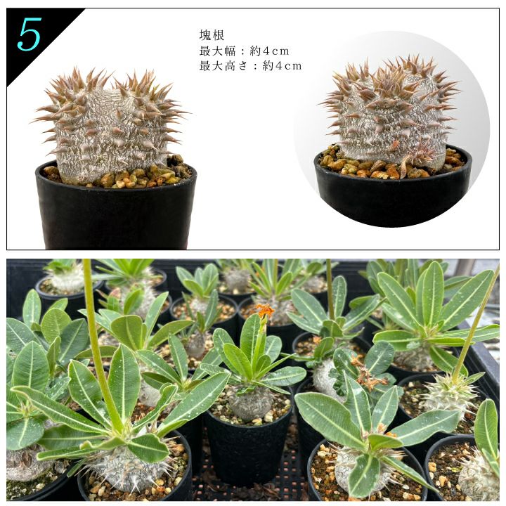 デンシフローラム バリエーション 5