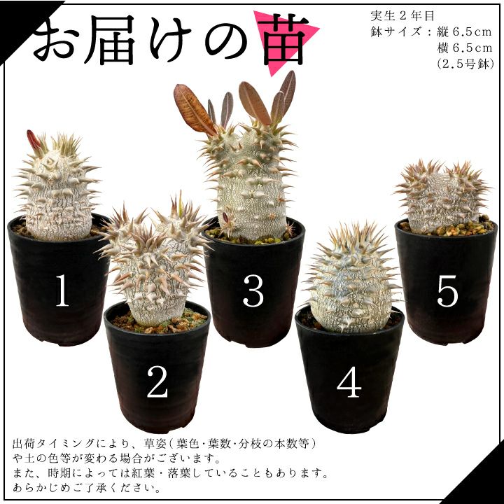 デンシフローラム バリエーション お届けの苗一覧